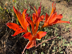Alstroemeria ligtu, photograph (c) Cody Hinchliff, some rights reserved (CC BY)