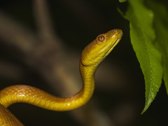 Spotted Tree Snake photo 5