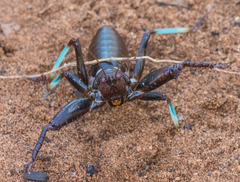 Colossopus grandidieri