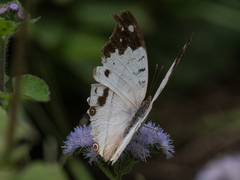 Protogoniomorpha duprei