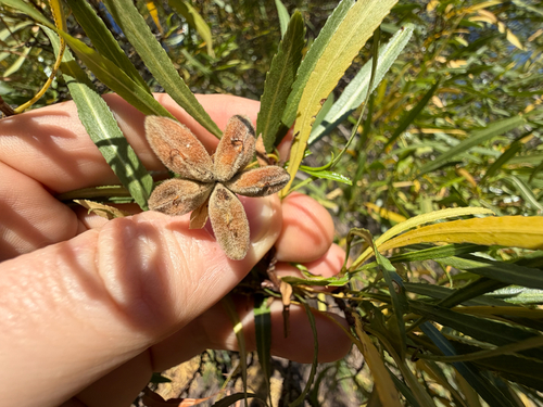 Kageneckia angustifolia, photograph 5