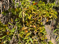 Kageneckia angustifolia, photograph (c) Cody Hinchliff, some rights reserved (CC BY)