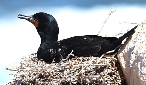 iNaturalist: (c) Steve Mayo, some rights reserved (CC BY-NC), uploaded by Steve Mayo iNaturalist image