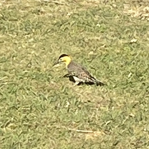 Campo Flicker (Colaptes campestris), photo 8