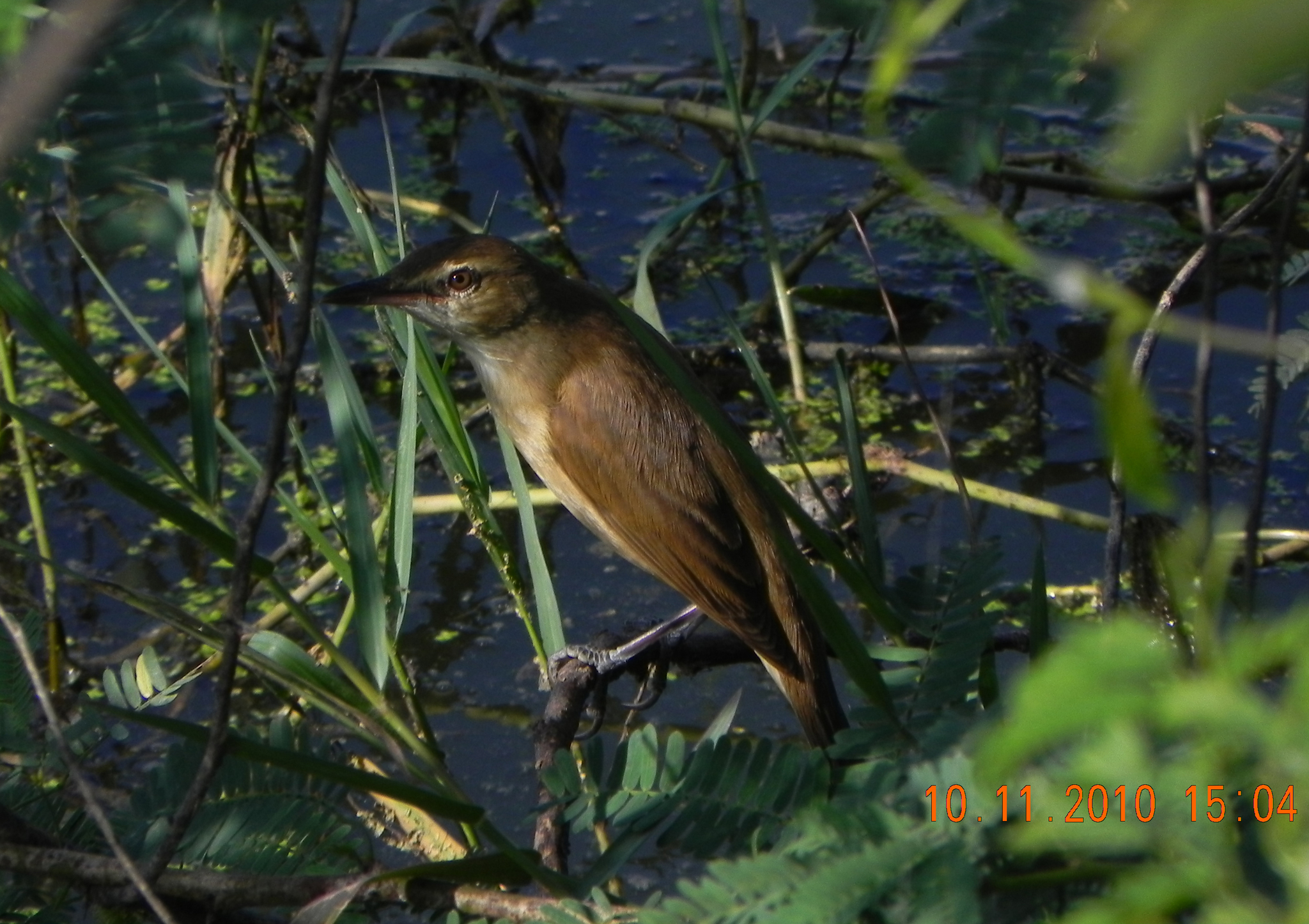 Clamorous Reed Warbler