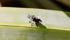 Mallophora ruficauda