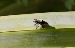 Mallophora ruficauda