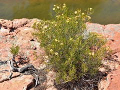 Verticordia chrysantha