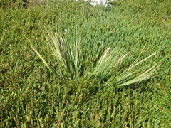 Puccinellia chathamica