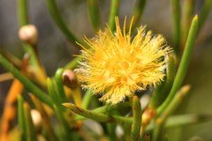 Verticordia chrysantha