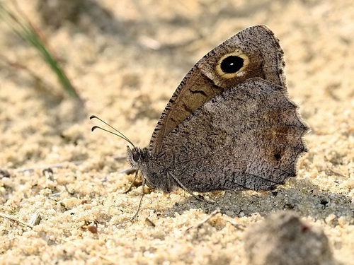 Tree Grayling