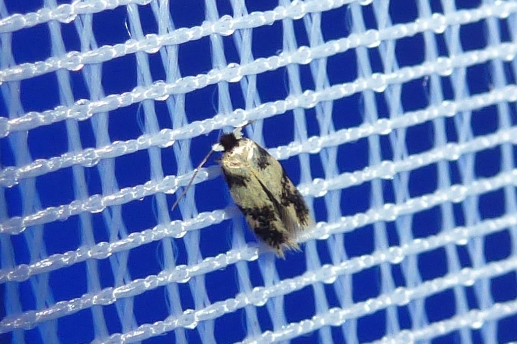 Sycamore-seed Pigmy