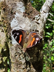 Vanessa gonerilla ida