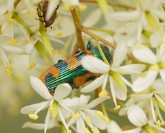 Castiarina scalaris