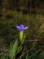Gentianopsis ciliata ciliata