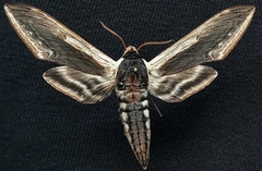 Sphinx drupiferarum
