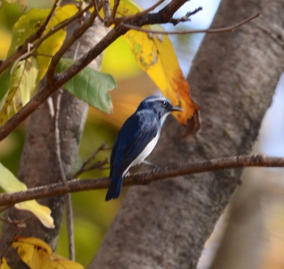 Ultramarine Flycatcher
