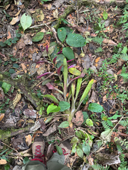 Guzmania wittmackii, photograph (c) Elizabeth Axley, some rights reserved (CC BY)