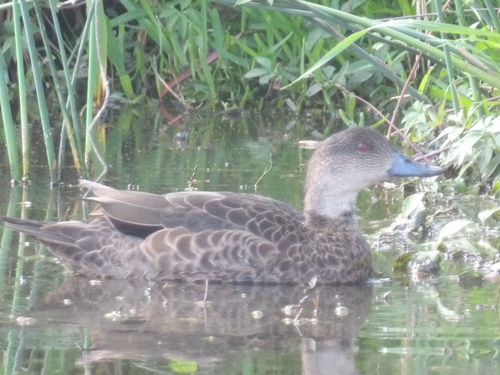 Grey Teal (Anas gracilis), photo 8