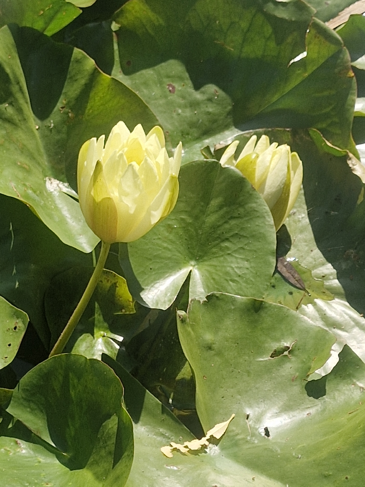 White water lily