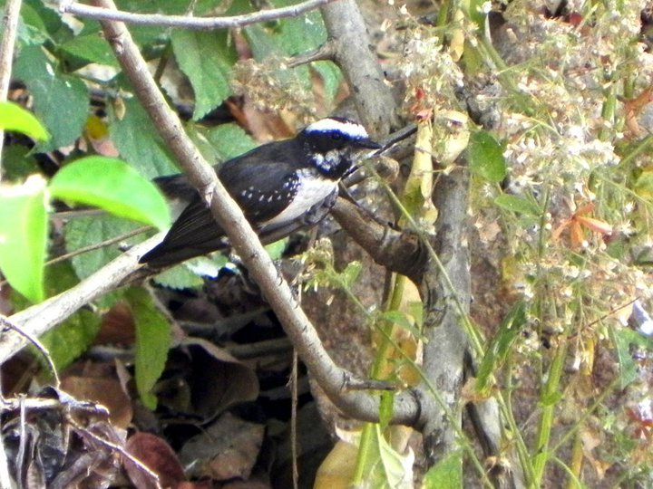 White-browed Fantail