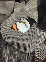 Anthocharis sara sara