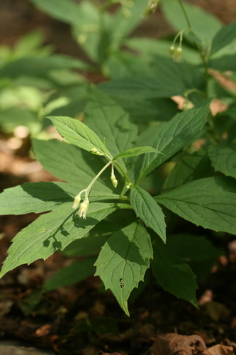 whorled wood aster