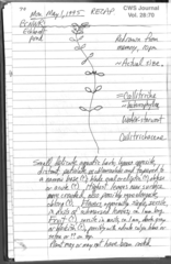 Callitriche heterophylla