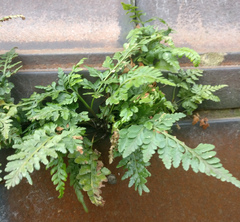 Asplenium adiantum-nigrum