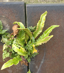 Asplenium scolopendrium
