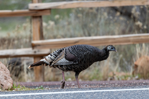 iNaturalist observation 2026-01-06