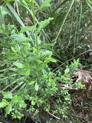 Baccharis halimifolia image
