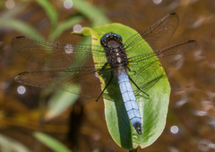 Orthetrum azureum