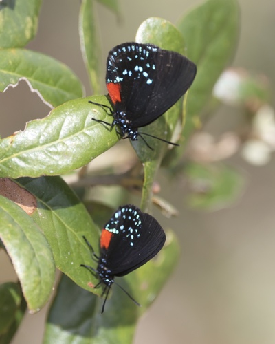 Photo of Atala (Eumaeus atala)