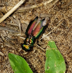 Tetracha fulgida