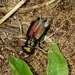 Tetracha fulgida - Photo (c) Joaquín Davila, some rights reserved (CC BY-NC), uploaded by Joaquín Davila