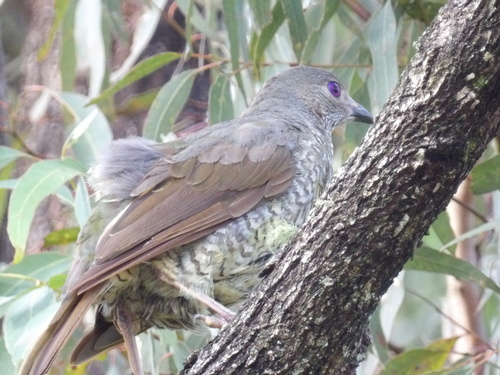 Satin Bowerbird (Ptilonorhynchus violaceus), photo 3