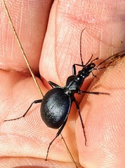 Scaphinotus interruptus