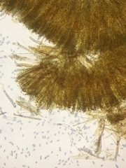 Otidea alutacea