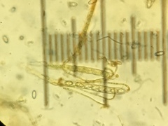 Otidea alutacea