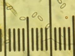 Otidea alutacea