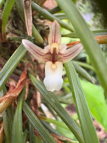 Macleei Orchid