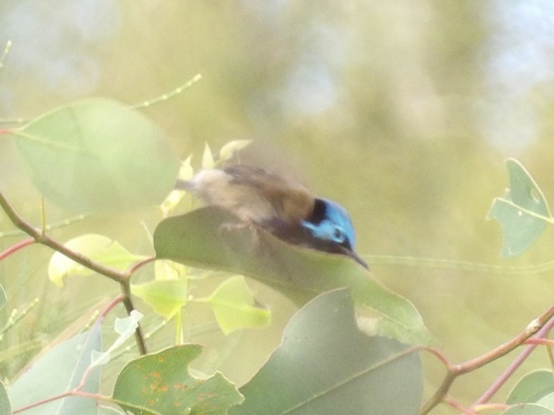 Variegated Fairywren (Malurus lamberti), photo 5