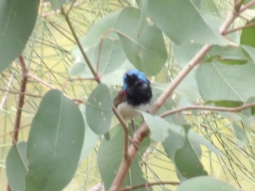 Variegated Fairywren (Malurus lamberti), photo 6