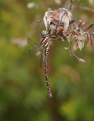 Spinaeschna tripunctata