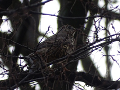 Turdus viscivorus