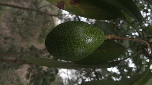 Foto de Abacate