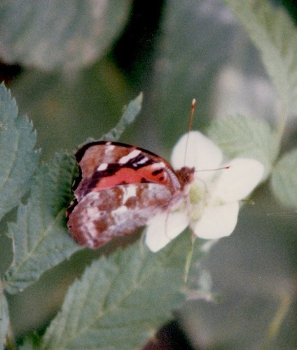 Kamehameha Butterfly photo 5