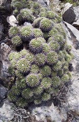 Mammillaria compressa