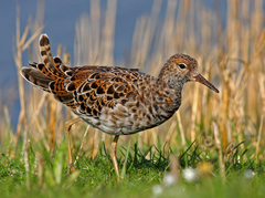 Ruff - Photo (c) Frans Vandewalle, some rights reserved (CC BY-NC)